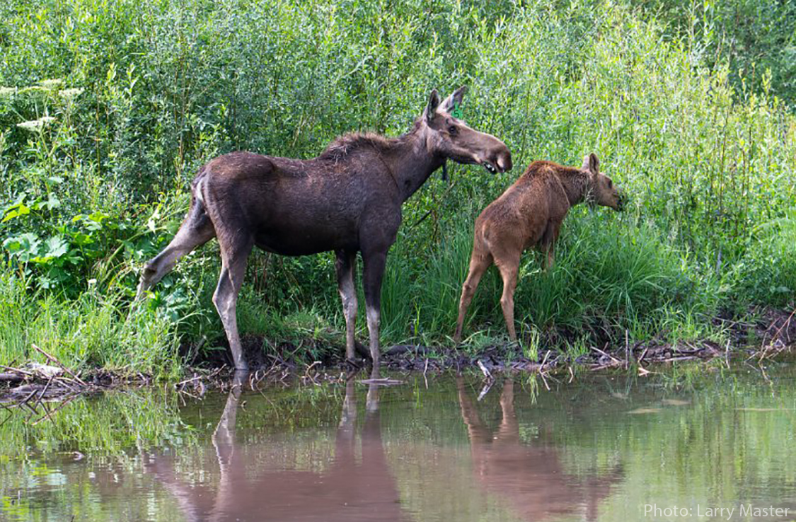 The Needs of Moose in Adirondacks and Beyond