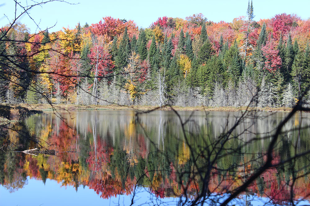 Foliage near Onchiota