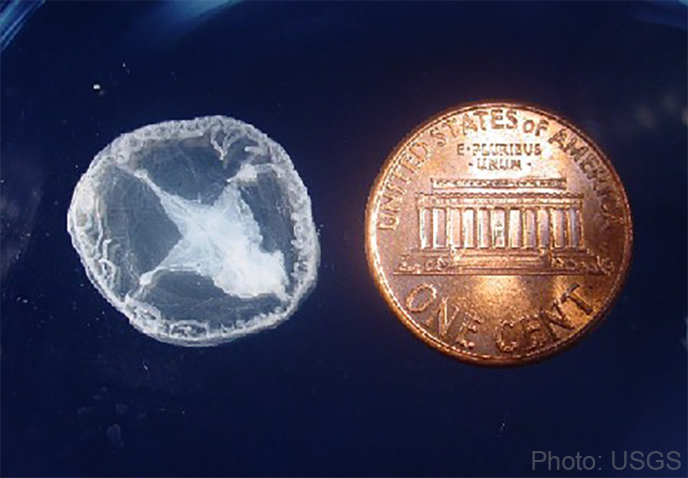  Freshwater Jellyfish - USGS