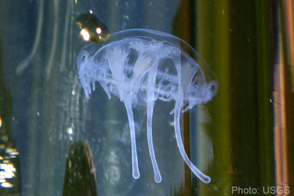 Freshwater Jellyfish - USGS