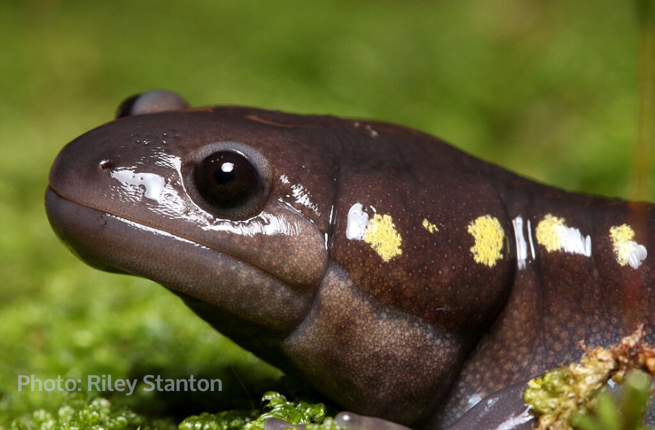 A spotted salamander close up