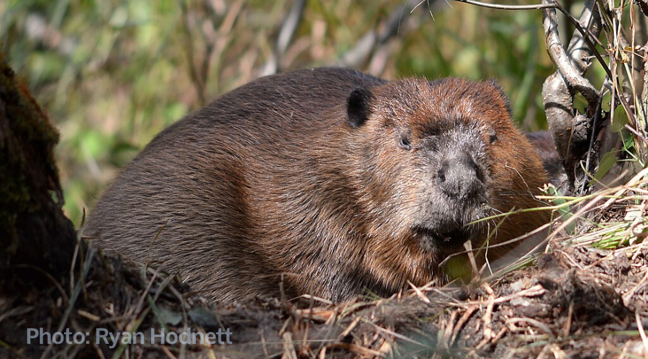 A North American beaver