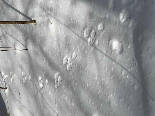 bobcat tracks in the snow