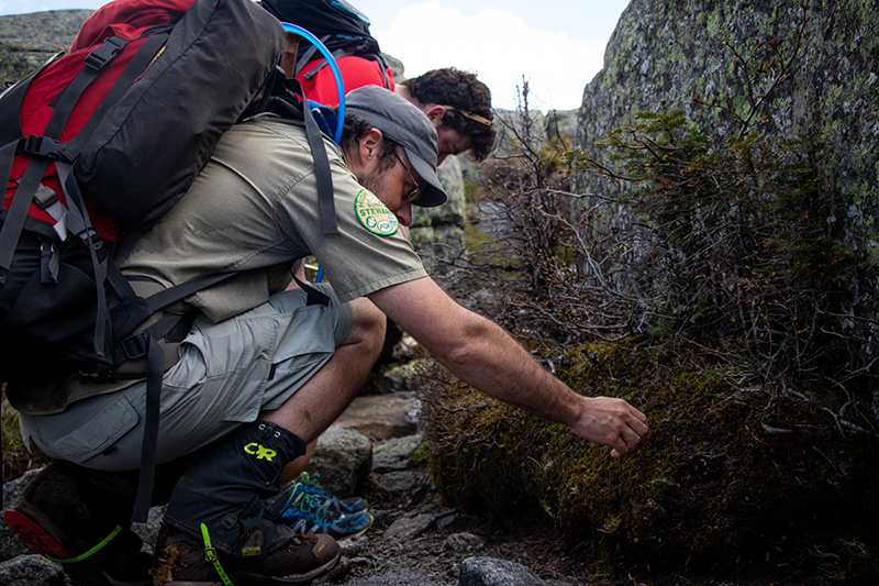 Life in the Alpine Zone | Long-Term Monitoring in the Adirondack Park