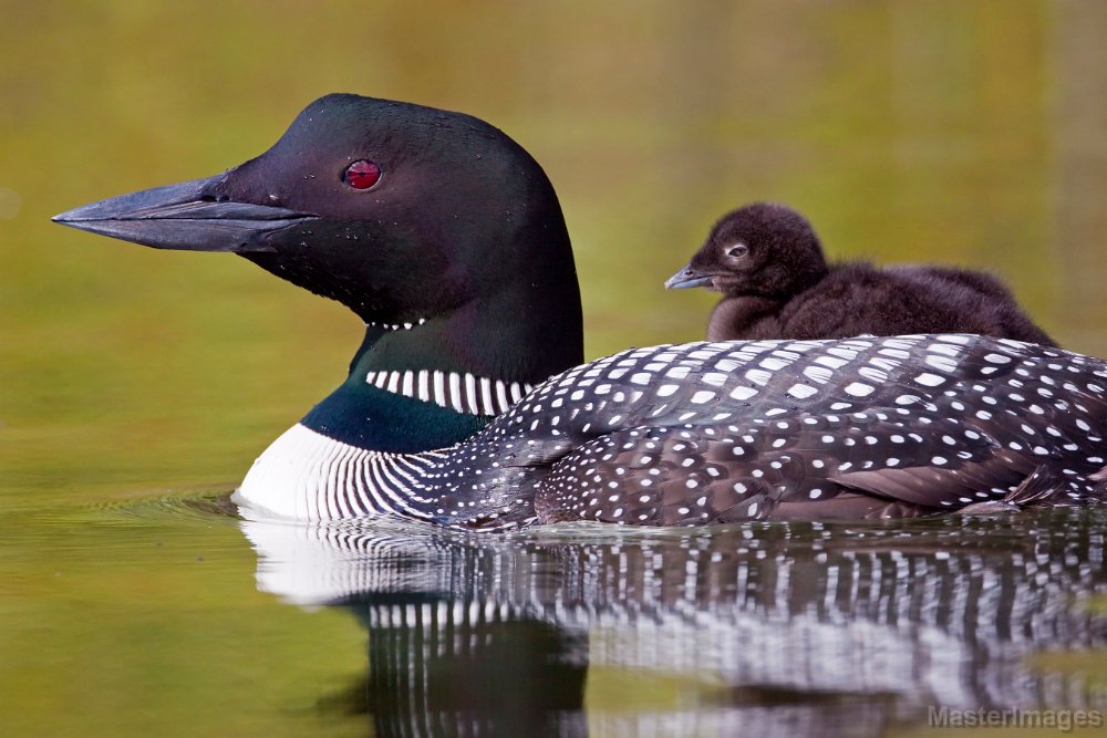 Loon