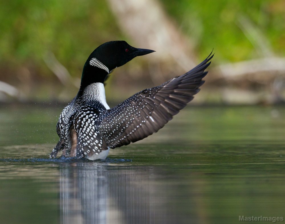 About the Common Loon