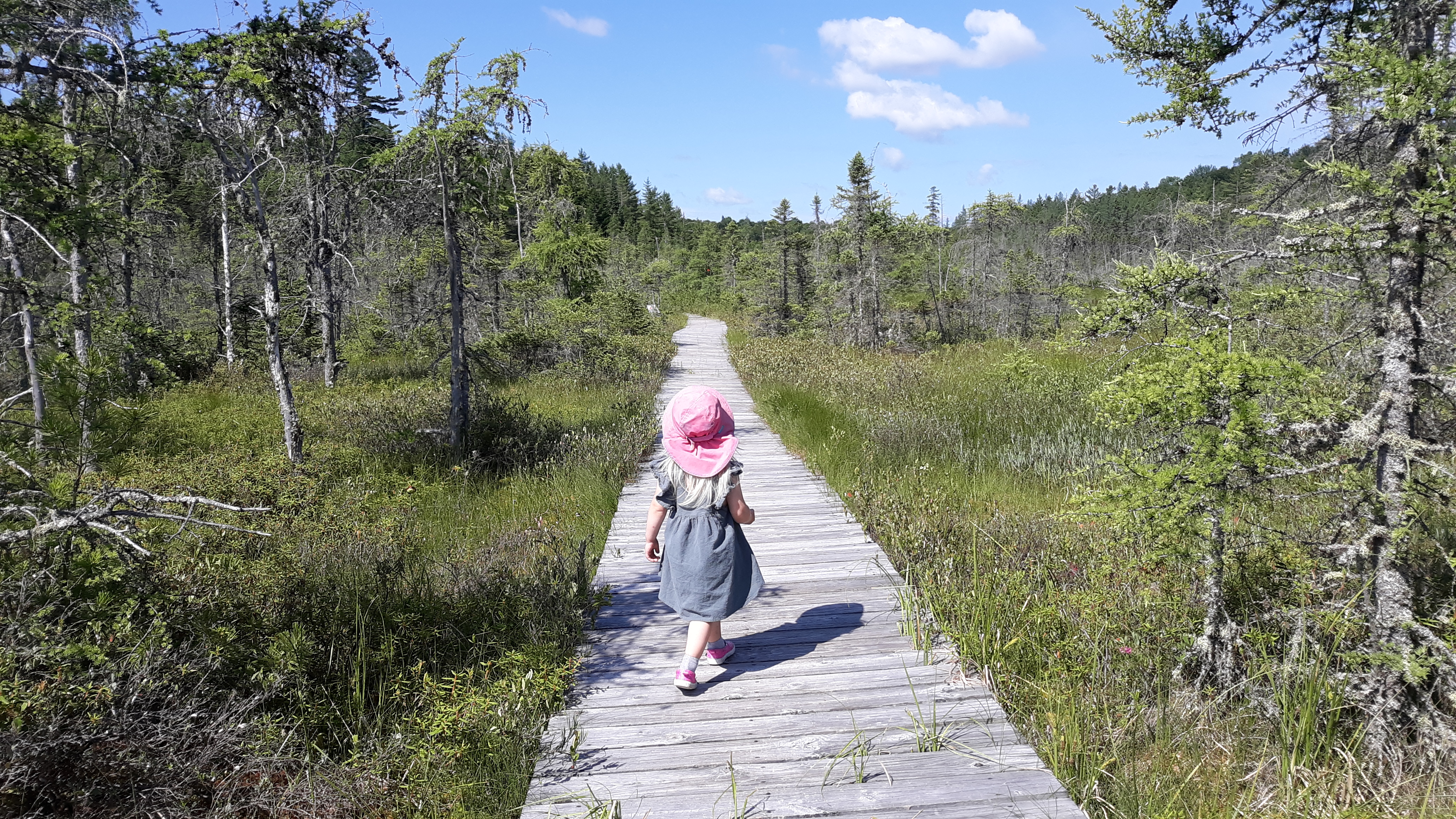 A little girl walks on a boardwalk in a wetland in the Adirondacks
