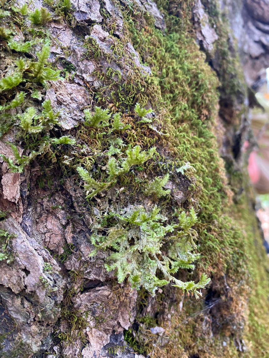 Forest mosses, photo by Joan Maloof