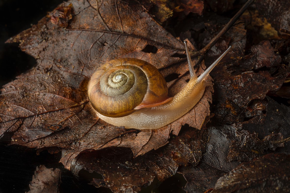 a woodland snail, photo by Robert Llewellyn