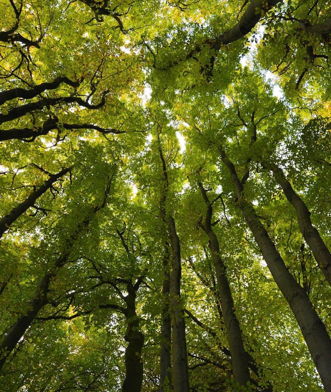 Forest canopy