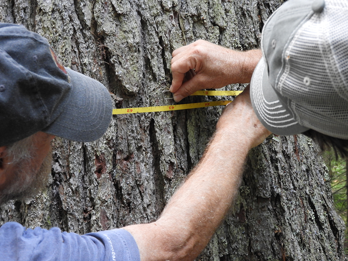 Walk in the Woods | Venturing into Old-Growth Forests