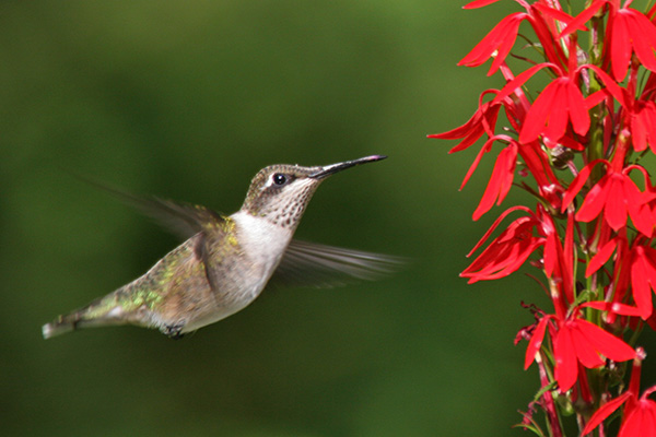 Uploaded Image: /vs-uploads/pollinator-blog/Hummingbird_small.jpg