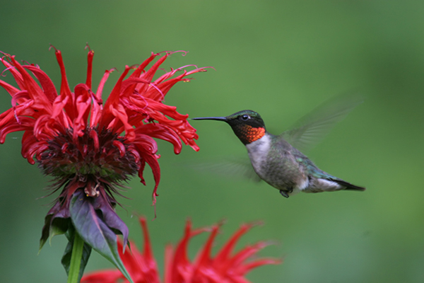 Uploaded Image: /vs-uploads/pollinator-blog/Hummingbird2_small.jpg