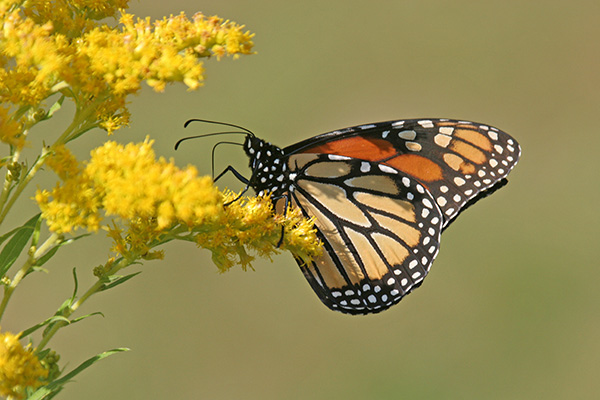 Uploaded Image: /vs-uploads/pollinator-blog/Monarch_small.jpg