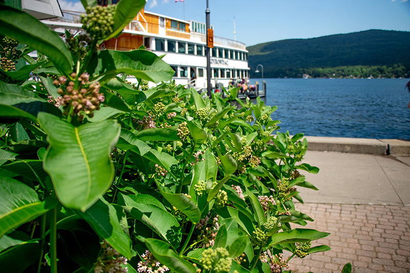 Uploaded Image: /vs-uploads/pollinator-blog/Lake_George_Plants.jpg