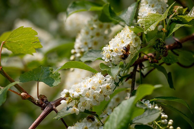 Why You Should Help Protect Native Pollinators and Grow Native Plants