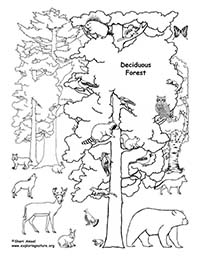 Color a deciduous forest