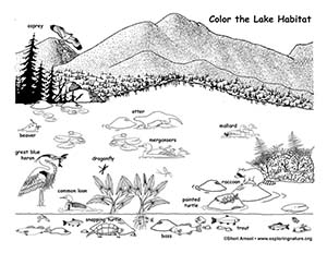 Adirondack & Environmental Activities for Kids