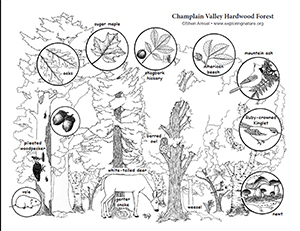 Uploaded Image: /vs-uploads/resources-for-kids/Hardwood_Forest.jpg