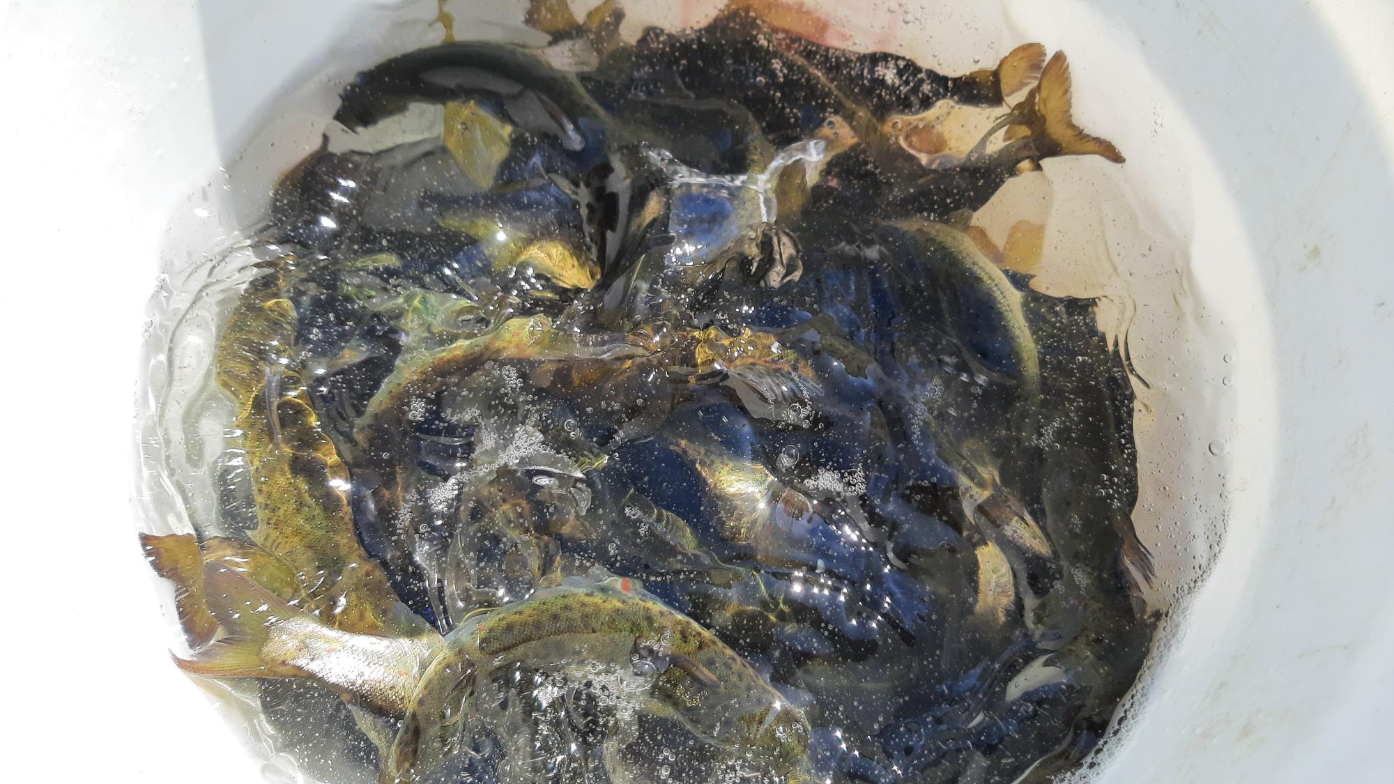 salmon spawn in a bucket
