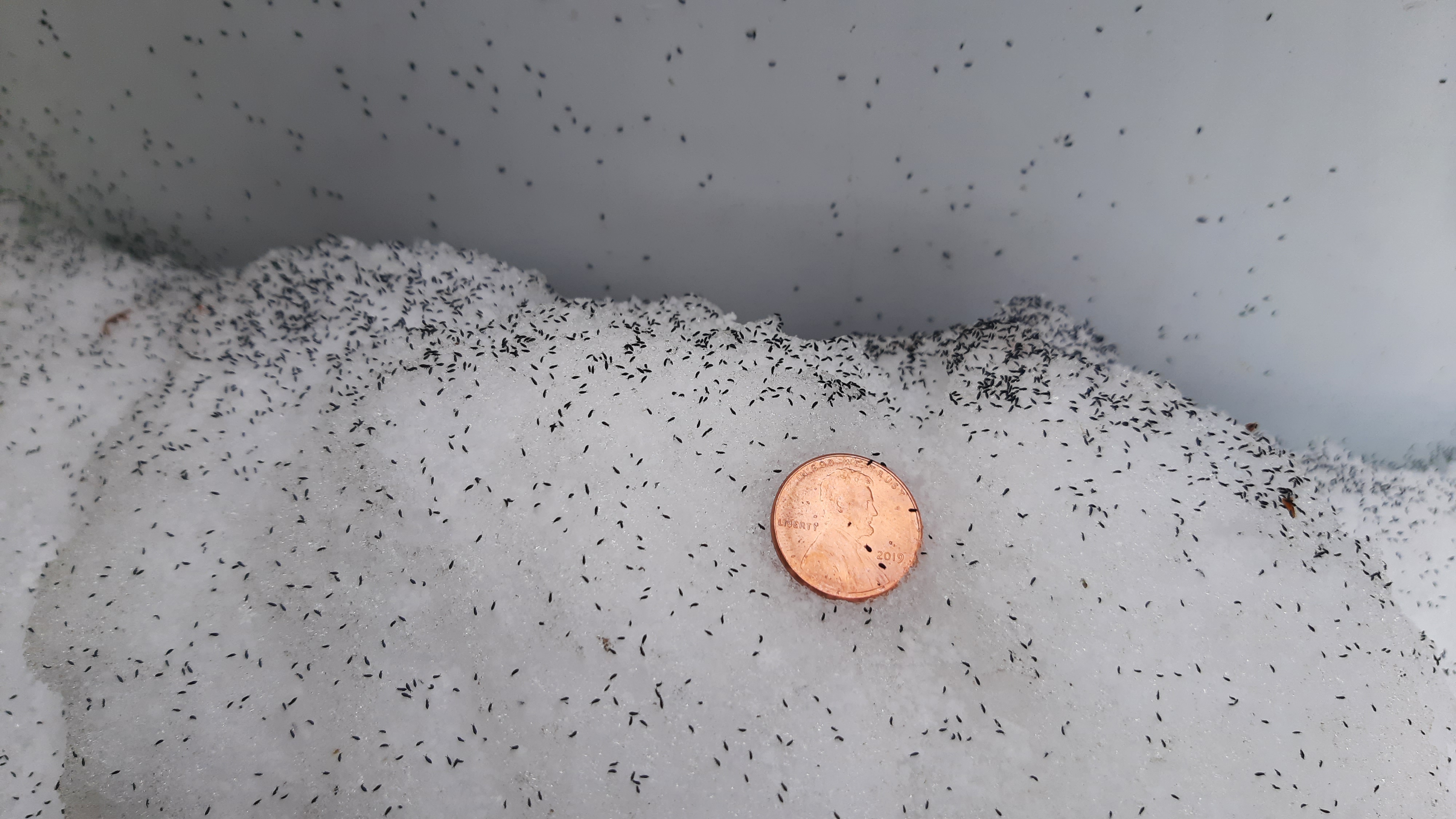 Snow fleas on the snow, with a penny for scale