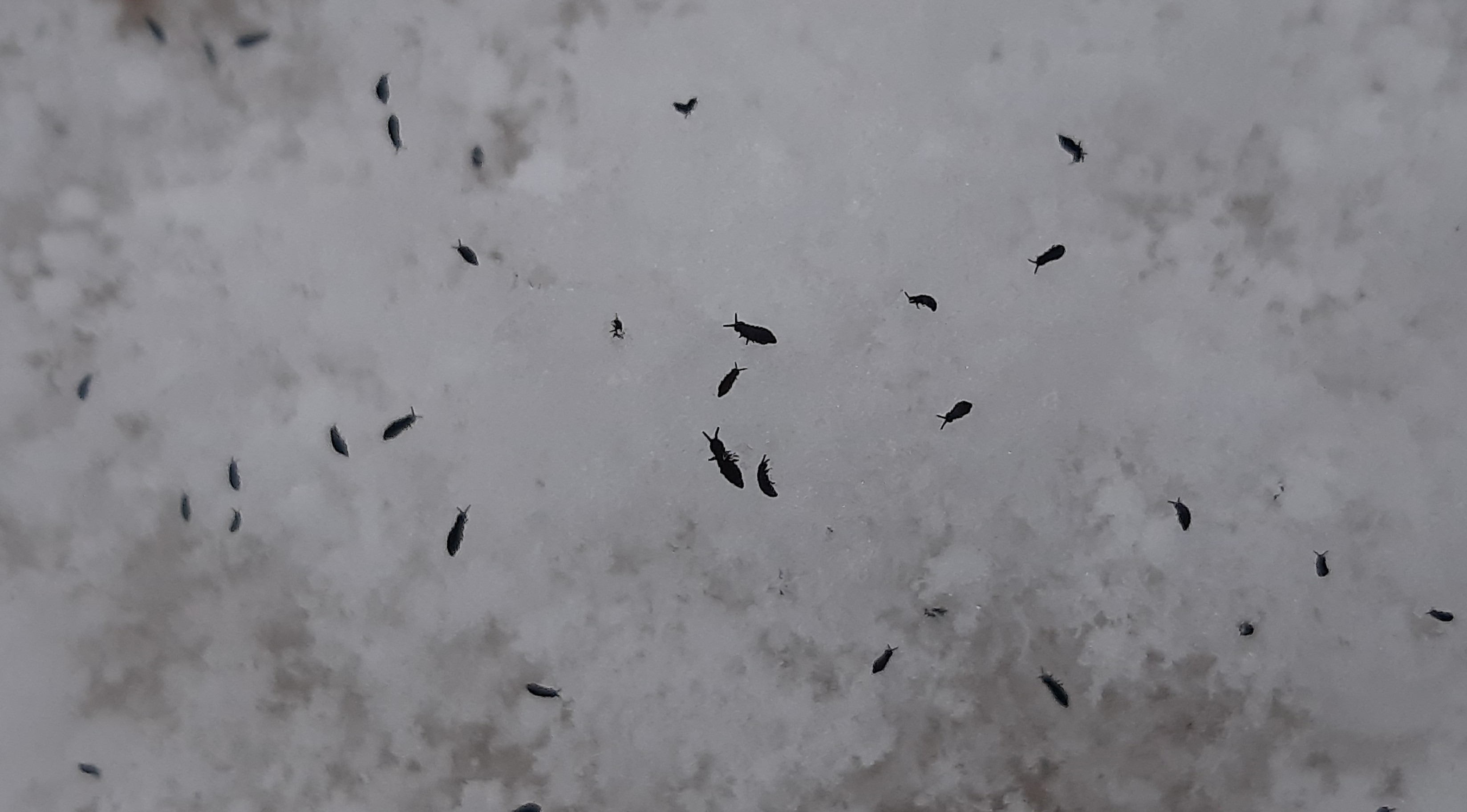 Close up image of snow fleas, with legs and antennae visible