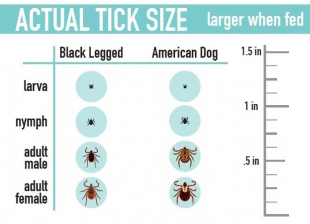 Uploaded Image: /vs-uploads/tick-blog/Actualticksize.jpg