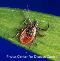 Blacklegged tick CDC