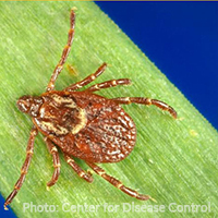 American Dog Tick CDC