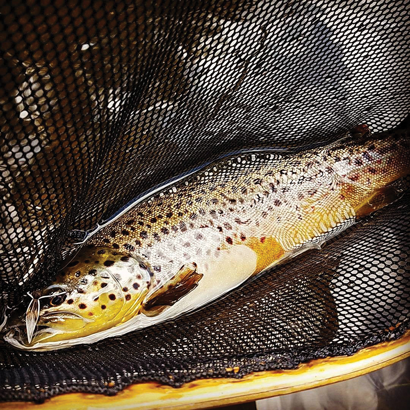 Potential Changes for New York State Trout Stream Management