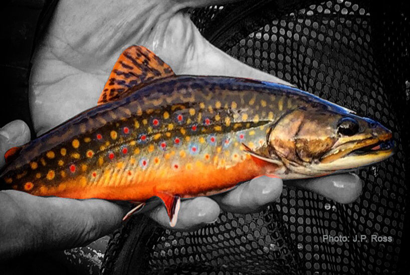 Finding Native Trout Populations in the Adirondacks Through Genetic Research
