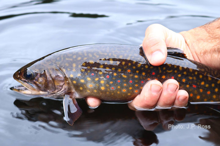 Uploaded Image: /vs-uploads/troutpowerblog/BrookTrout_pond_JPRoss.jpg