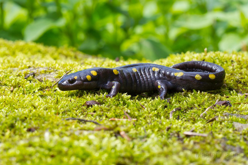 Spotted Salamander Larry Master