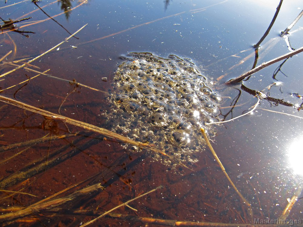 Wood Frog egg mass Larry Master