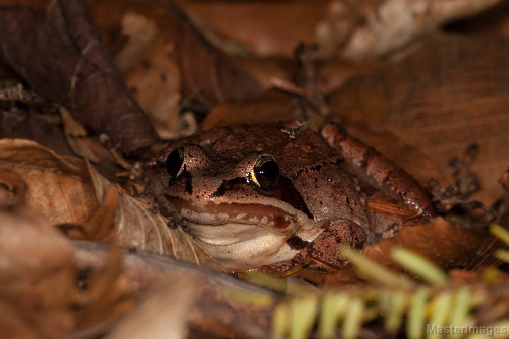 Uploaded Image: /vs-uploads/vernalpoolsblog/Wood_frog_LarryMaster.jpg
