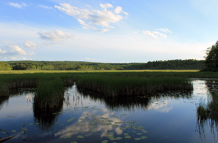 Wickham Marsh