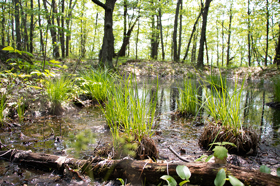 Woodland Pool