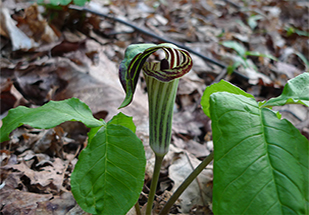 Uploaded Image: /vs-uploads/images/jack-in-the-pulpit_small.jpg