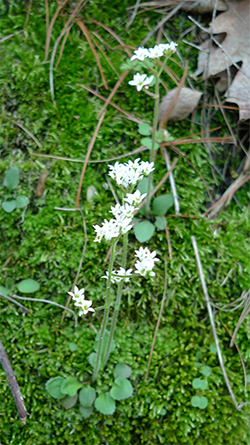 Uploaded Image: /vs-uploads/images/saxifrage_small2.jpg