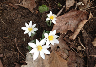 Uploaded Image: /vs-uploads/wildflowers/Bloodroot_ADK.jpg