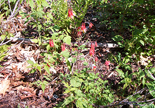 Uploaded Image: /vs-uploads/images/Wild Oats_small.jpg Uploaded Image: /vs-uploads/wildflowers/Columbine_ADK.jpg