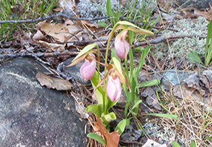 Uploaded Image: /vs-uploads/wildflowers/Pink_lady_slipper_ADK.jpg