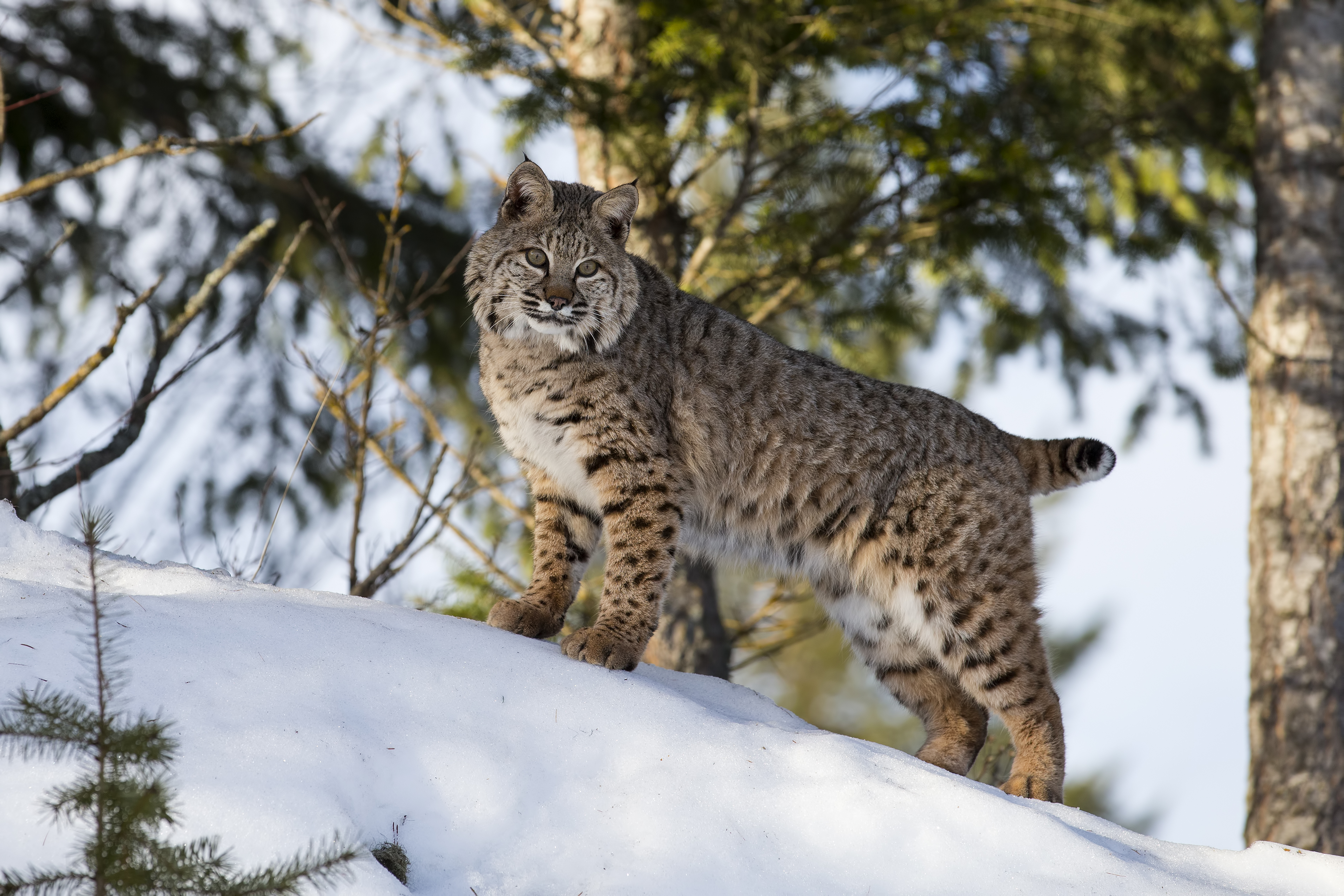 10 Adirondack Wildlife to Spot in the Winter