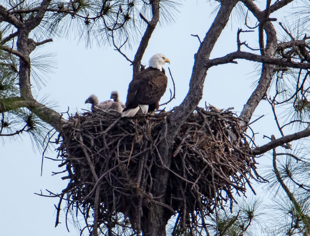 Uploaded Image: /vs-uploads/wildlife/Bald_Eagle_in_Nest_Larry_Master.jpg