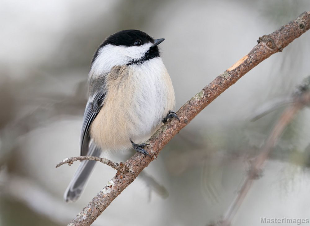 Birds You Can Enjoy in Your Own Backyard