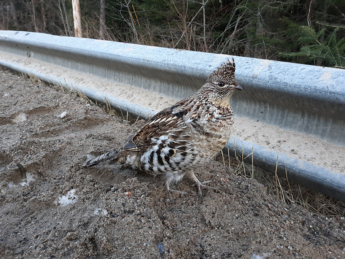 An Unexpected Walk With Wildlife