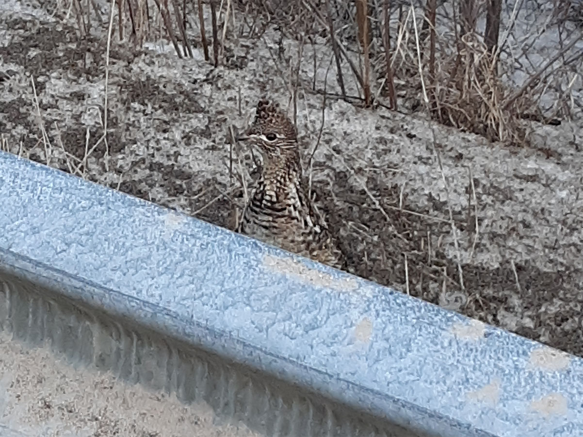 ruffed grouse