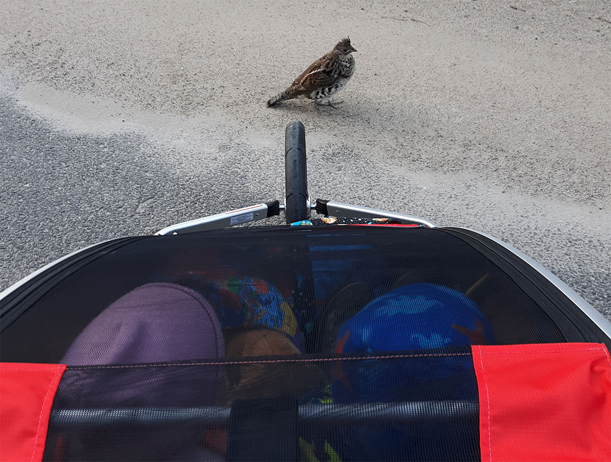 ruffed grouse