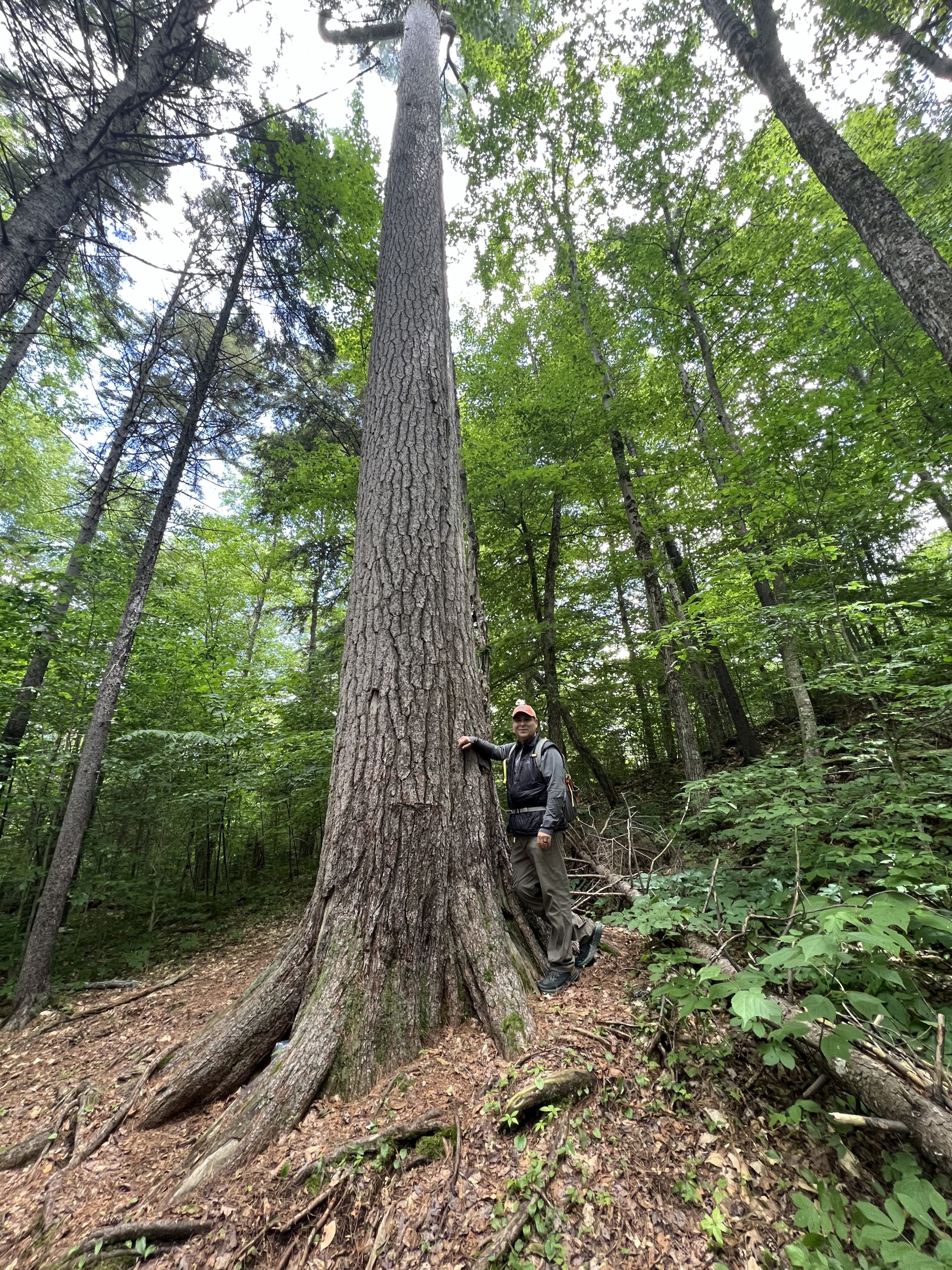 Rocci Aguirre with a large tree