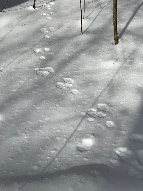 bobcat tracks in the snow